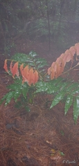 Alfaroa hondurensis