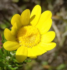 Euryops pinnatipartitus