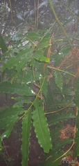 Alfaroa hondurensis