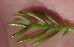 Euryops pinnatipartitus