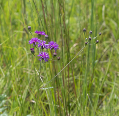 Vernonia acaulis