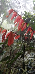 Alfaroa hondurensis