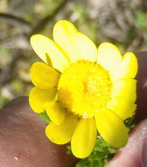 Euryops pinnatipartitus