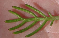 Euryops pinnatipartitus