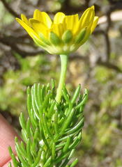 Euryops pinnatipartitus