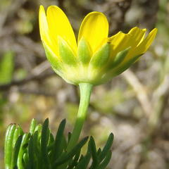 Euryops pinnatipartitus