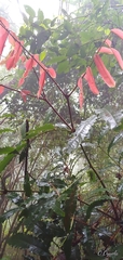 Alfaroa hondurensis