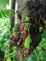 Averrhoa bilimbi