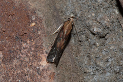 Honora montinatatella