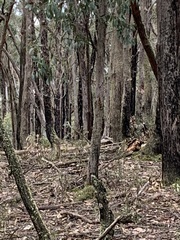 Acanthorhynchus tenuirostris