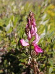 Indigofera intermedia