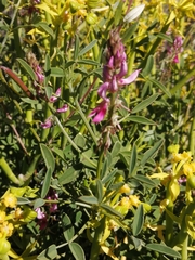 Indigofera intermedia