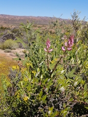 Indigofera intermedia