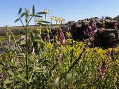 Indigofera intermedia