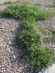 Dactyloctenium radulans