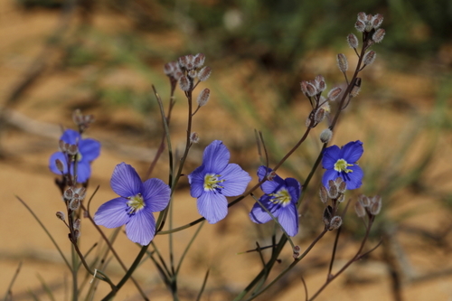 Image of Heliophila arenaria by (c) Karen Eichholz, some rights reserved (CC BY)