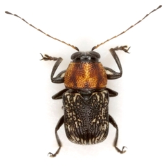 Pachybrachis luridus