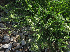 Dactyloctenium radulans