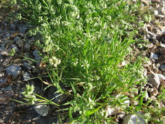 Dactyloctenium radulans