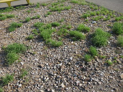 Dactyloctenium radulans