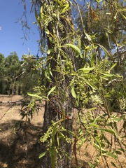 Terminalia grandiflora