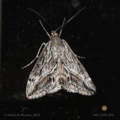 Evergestis subterminalis