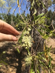 Terminalia grandiflora