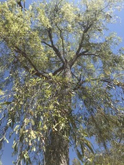 Terminalia grandiflora