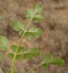 Chamarea