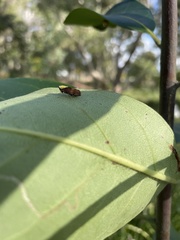 Drabescus
