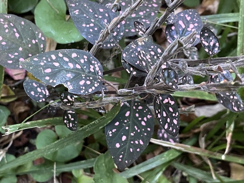 Hypoestes phyllostachya image