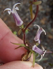 Cyphia digitata digitata