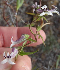 Cyphia digitata digitata