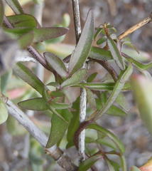 Cyphia digitata digitata