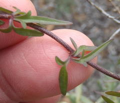 Cyphia digitata digitata