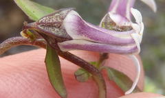 Cyphia digitata digitata