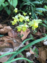 Epimedium × versicolor