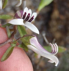 Cyphia digitata digitata