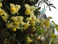 Epimedium × versicolor
