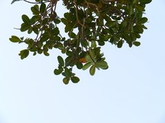Calophyllum apetalum