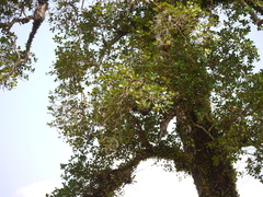 Calophyllum apetalum