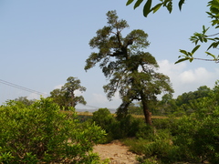 Calophyllum apetalum