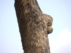 Calophyllum apetalum