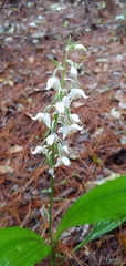Calanthe calanthoides