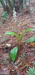 Calanthe calanthoides