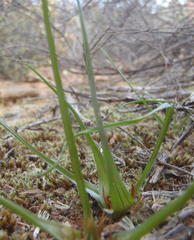 Colchicum longipes