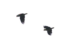 Amazona viridigenalis