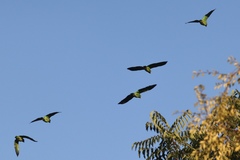 Amazona viridigenalis