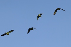Amazona viridigenalis