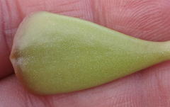 Adromischus triflorus